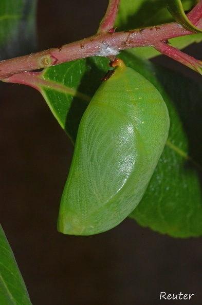 Erdbeerbaumfalter _Charaxes jasius_ Puppe.jpg